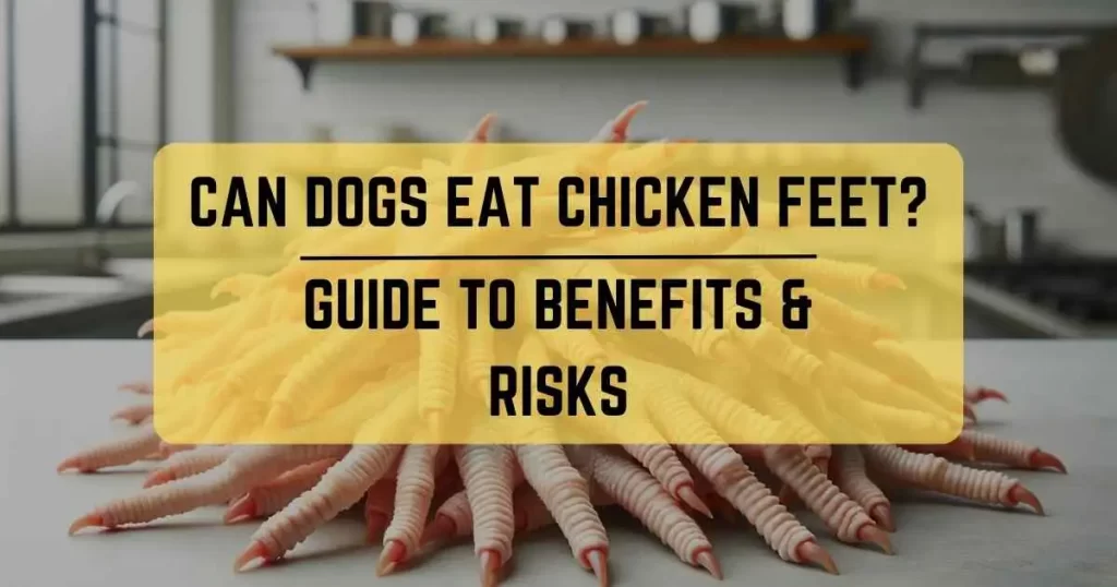 Can Dogs Eat Chicken Feet?