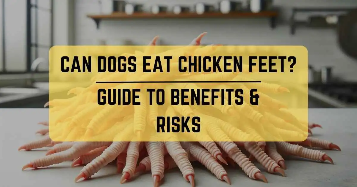 Can dogs eat raw hotsell chicken feet