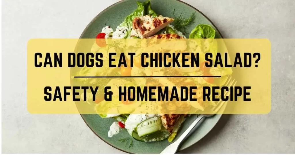 Can Dogs Eat Chicken Salad