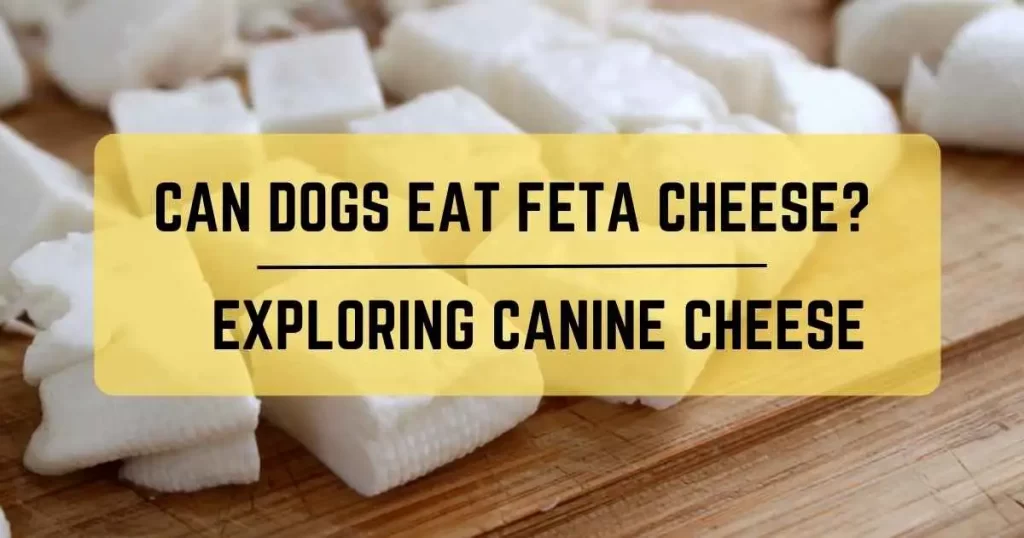 Can Dogs Eat Feta Cheese