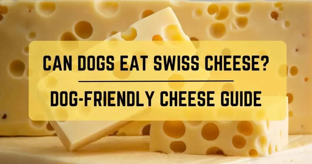 Can Dogs Eat Swiss Cheese