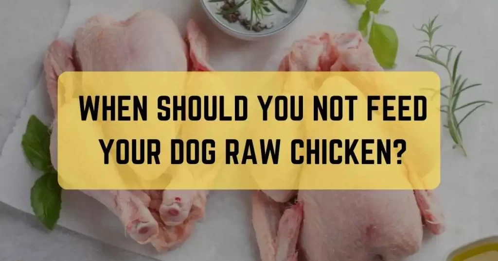 When Should You Not Feed Your Dog Raw Chicken