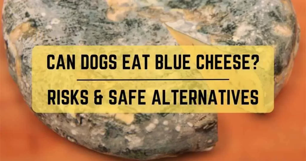 Can Dogs Eat Blue Cheese