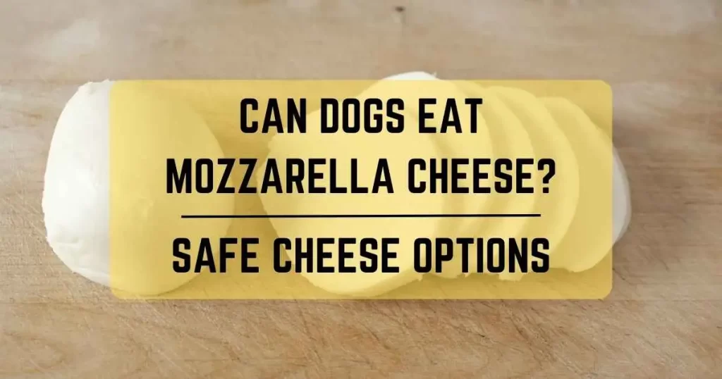 Can Dogs Eat Mozzarella Cheese