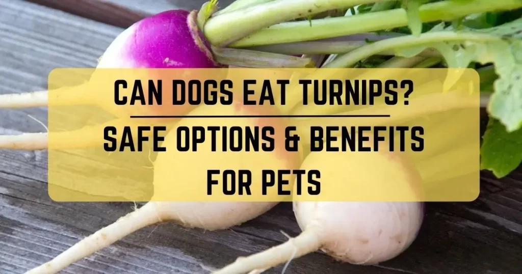 Can Dogs Eat Turnips