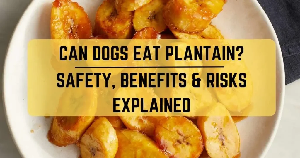 Can Dogs Eat Plantain