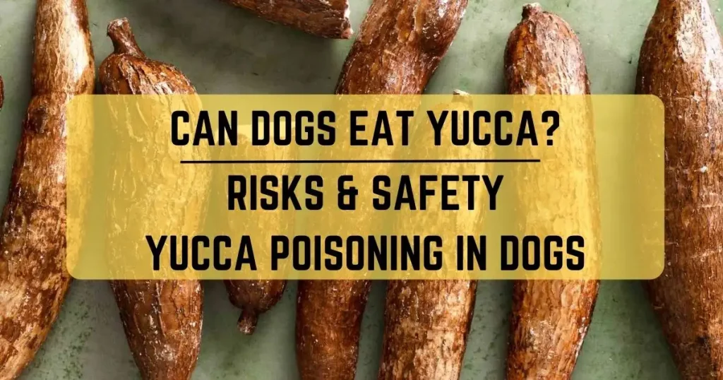 Can Dogs Eat Yucca