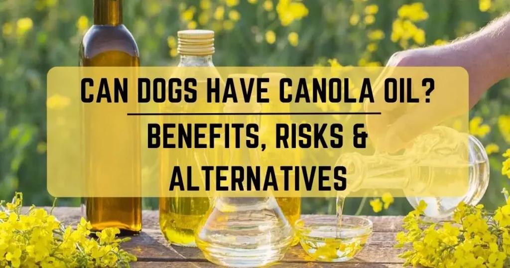 Can Dogs Have Canola Oil